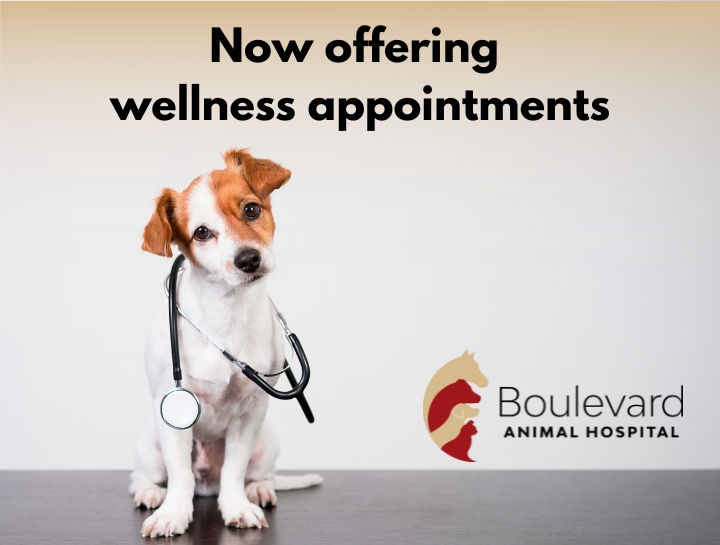 Boulevard Animal Hospital Shelby veterinarians